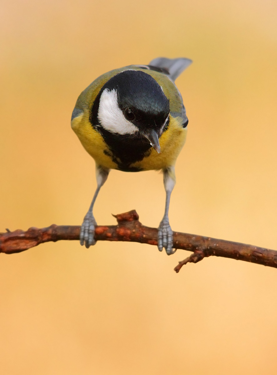 great tit