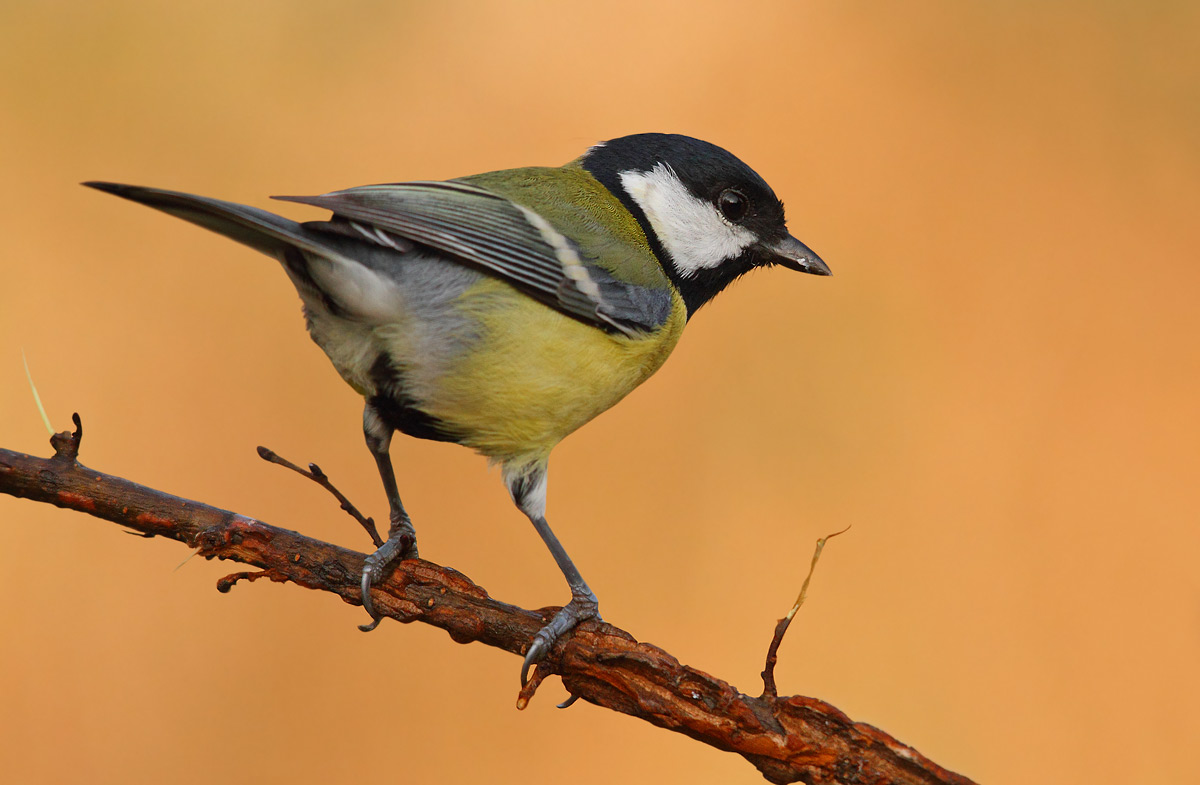great tit