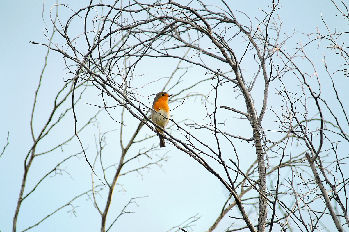 Erithacus rubecula - Pettirosso