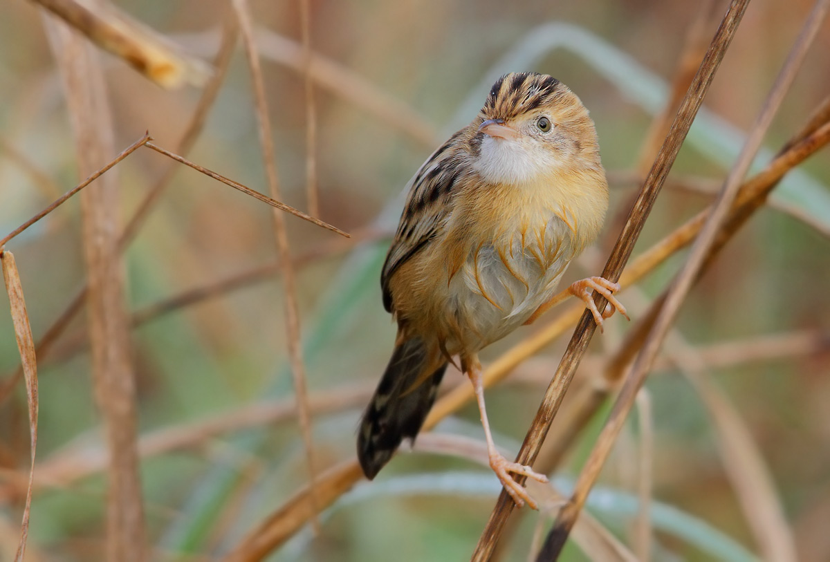 Zitting Cisticola