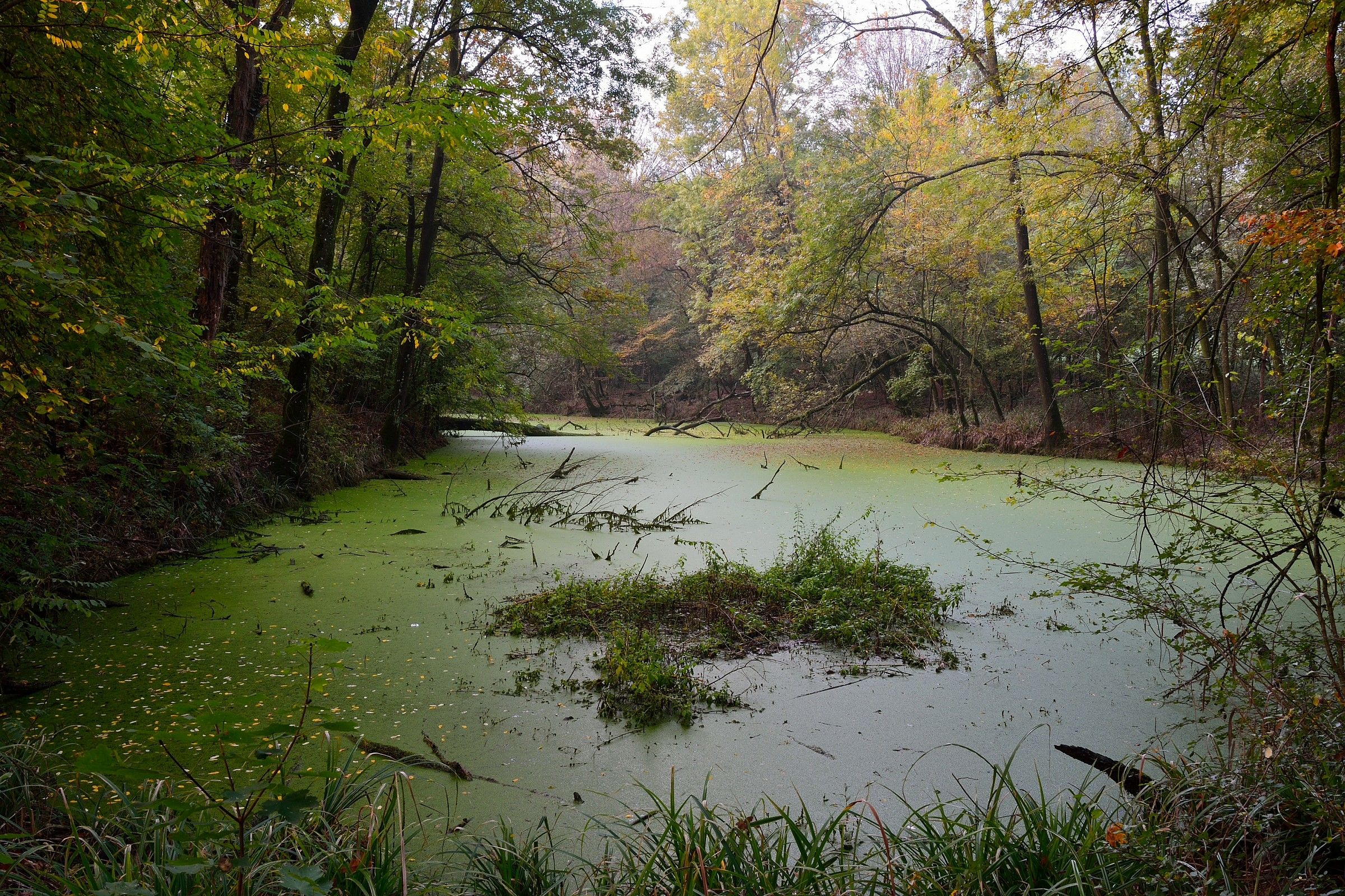 Laghetto nei boschi di Carrega