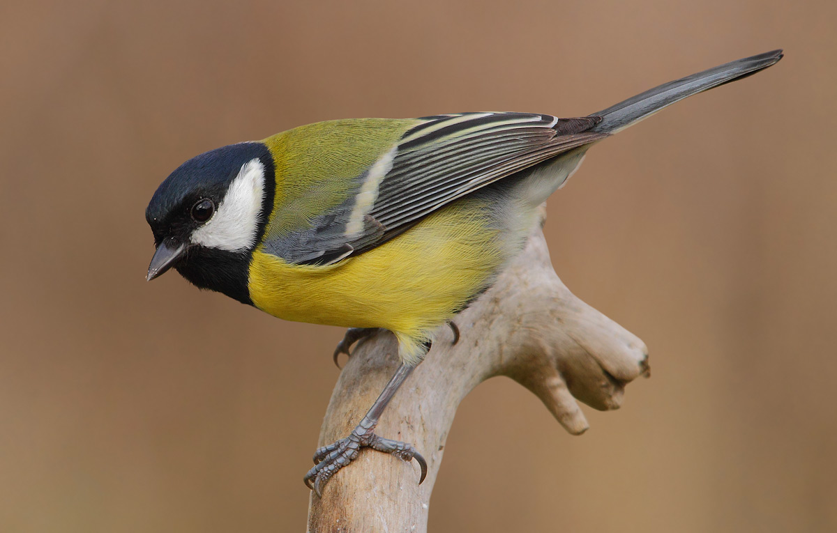 great tit