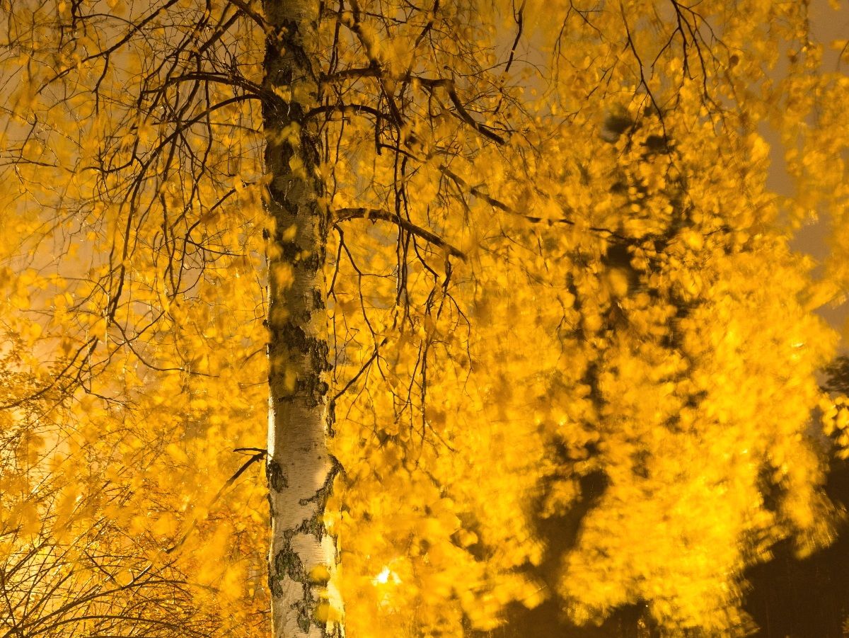 Betulla con foglie d'oro