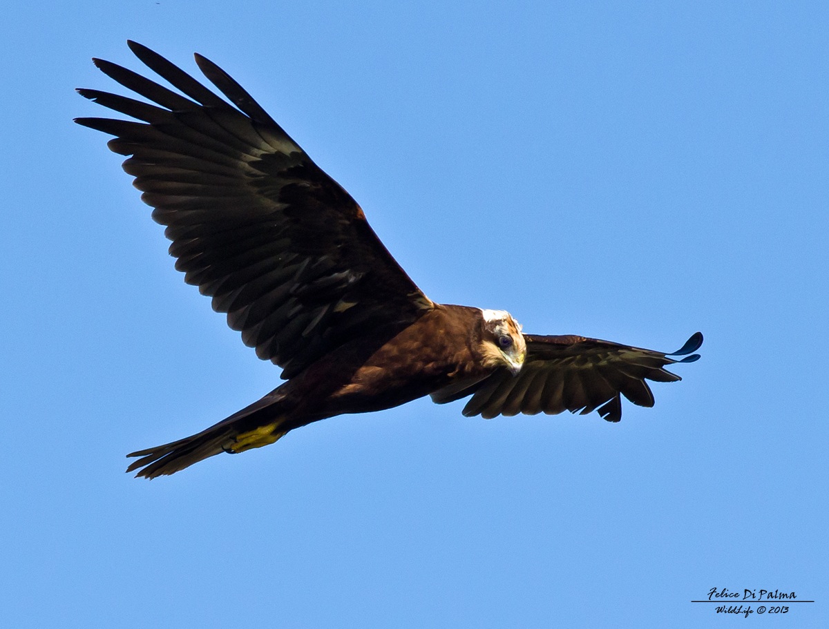 Marsh Harrier
