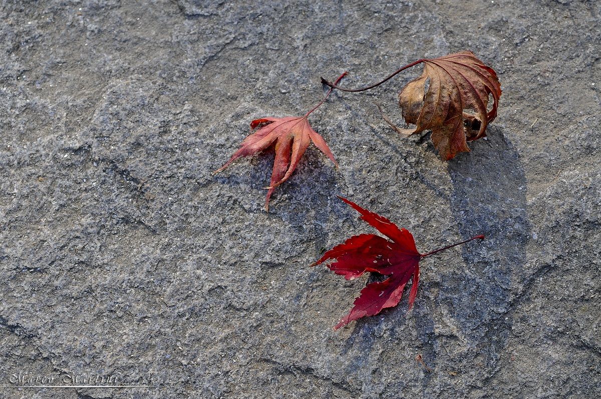 Si sta come d'autunno...