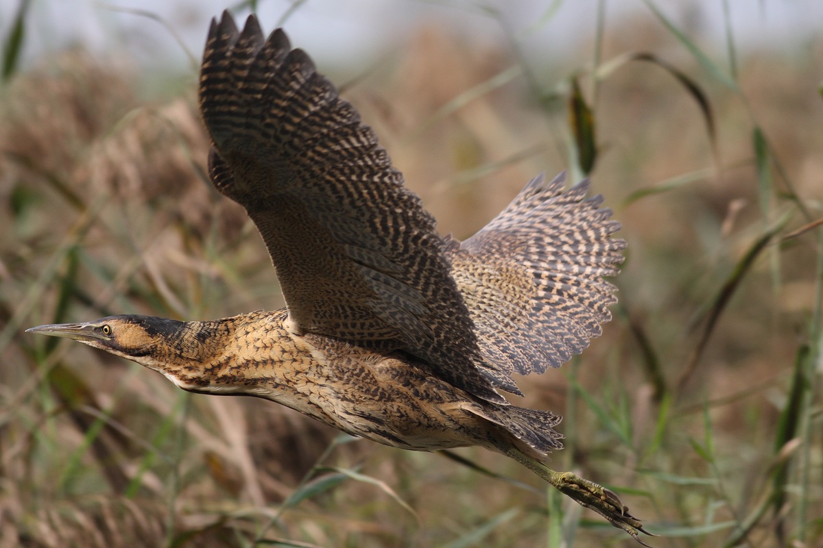 Bittern in flight