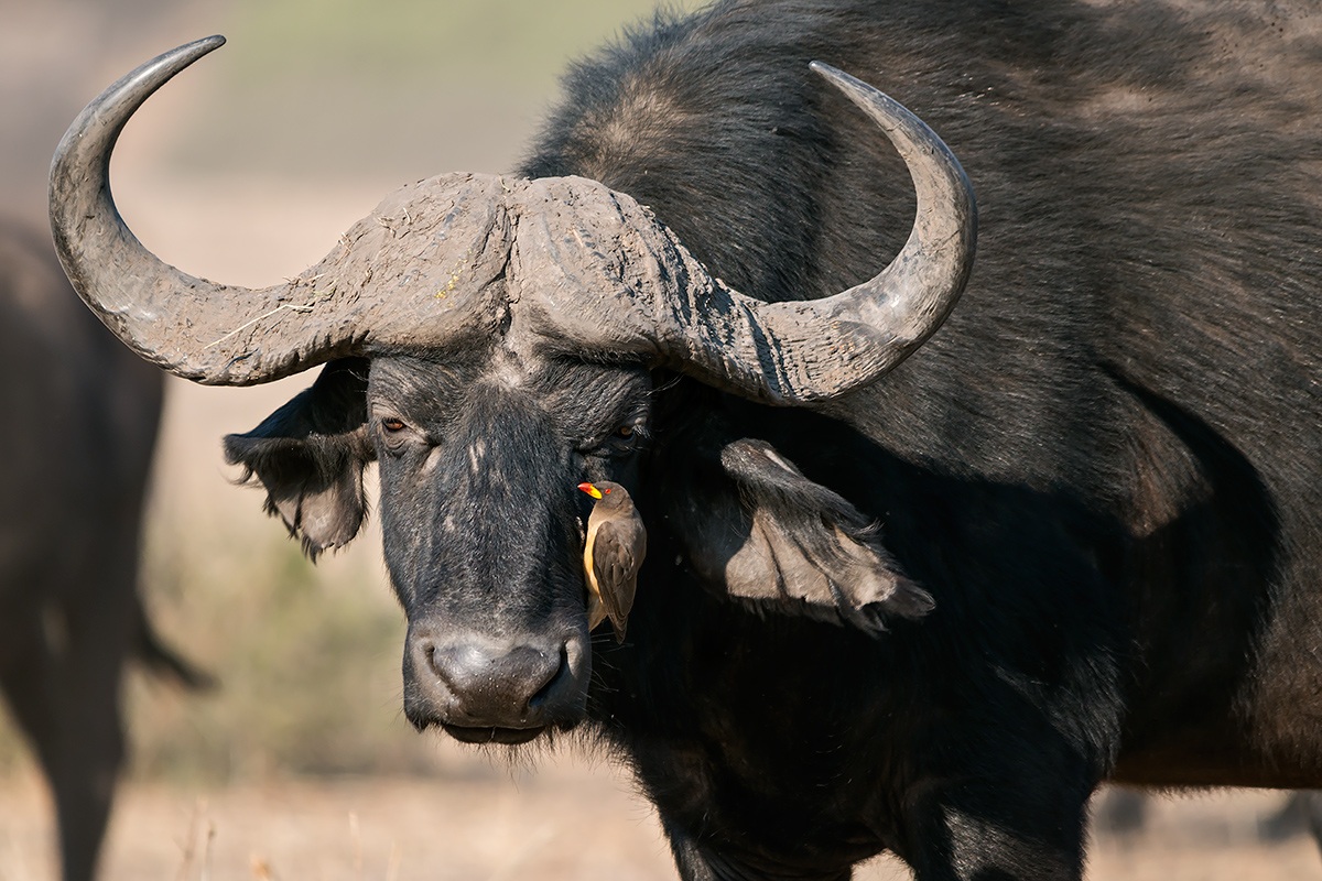 Bufalo con bufaga dal becco rosso