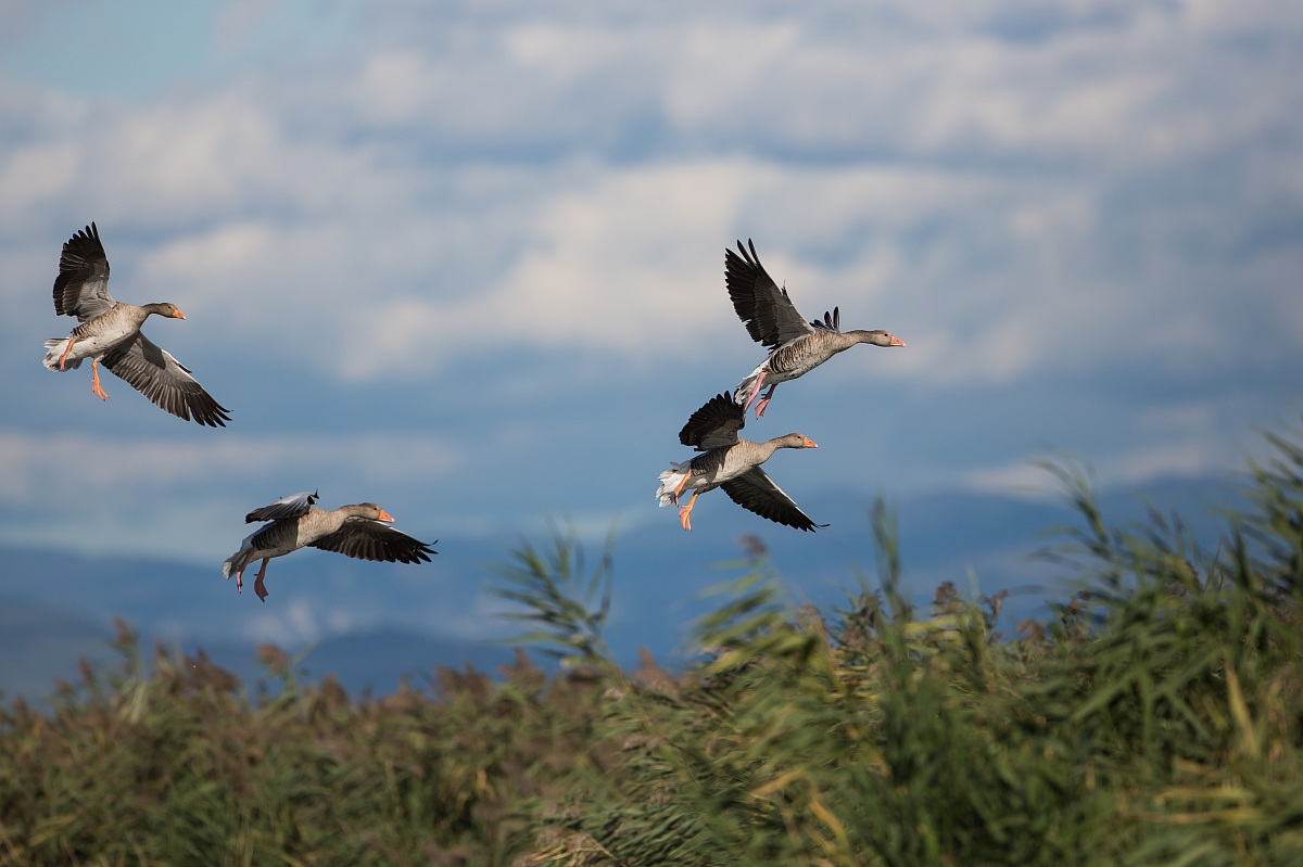 4 oche in atterraggio