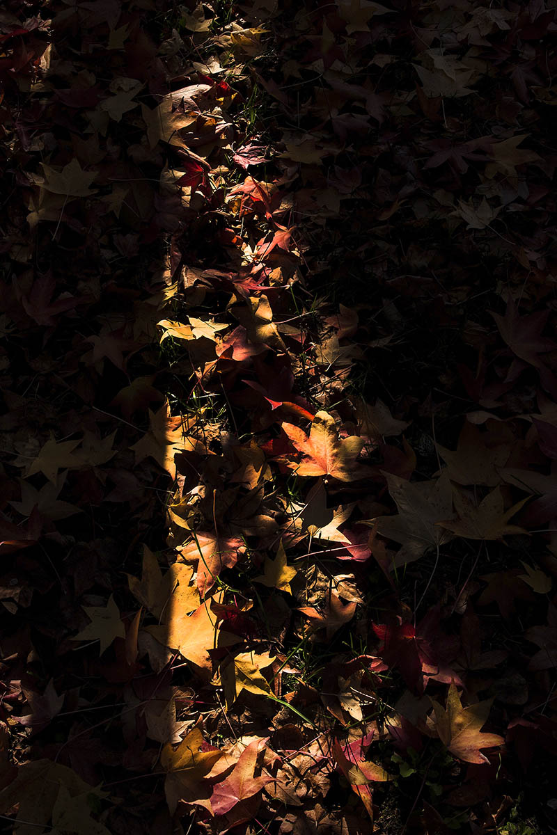 I colori dell'autunno n.5