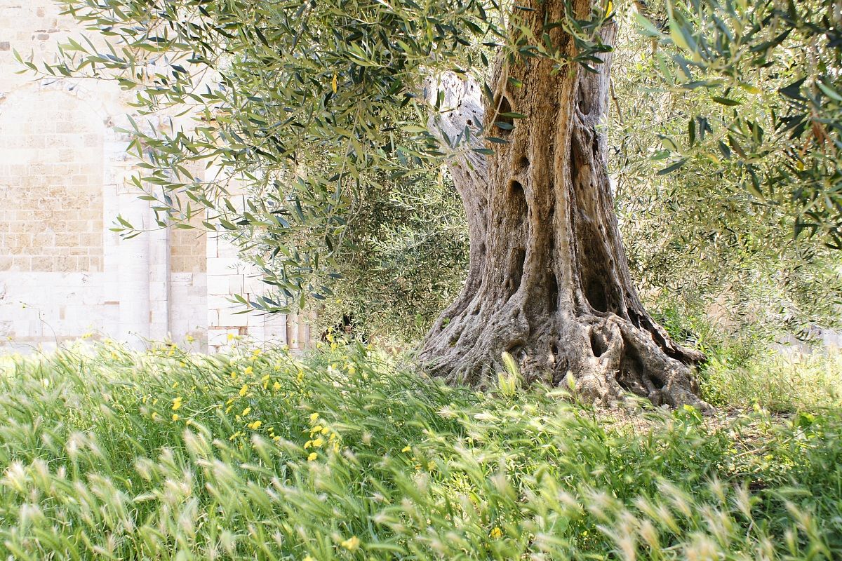 The olive trees of S.Antimo