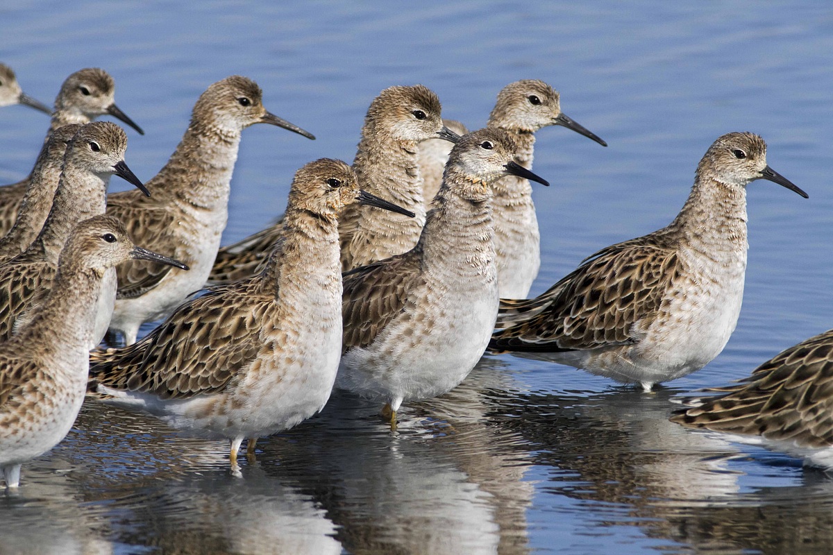 Combattenti che guardano il falco