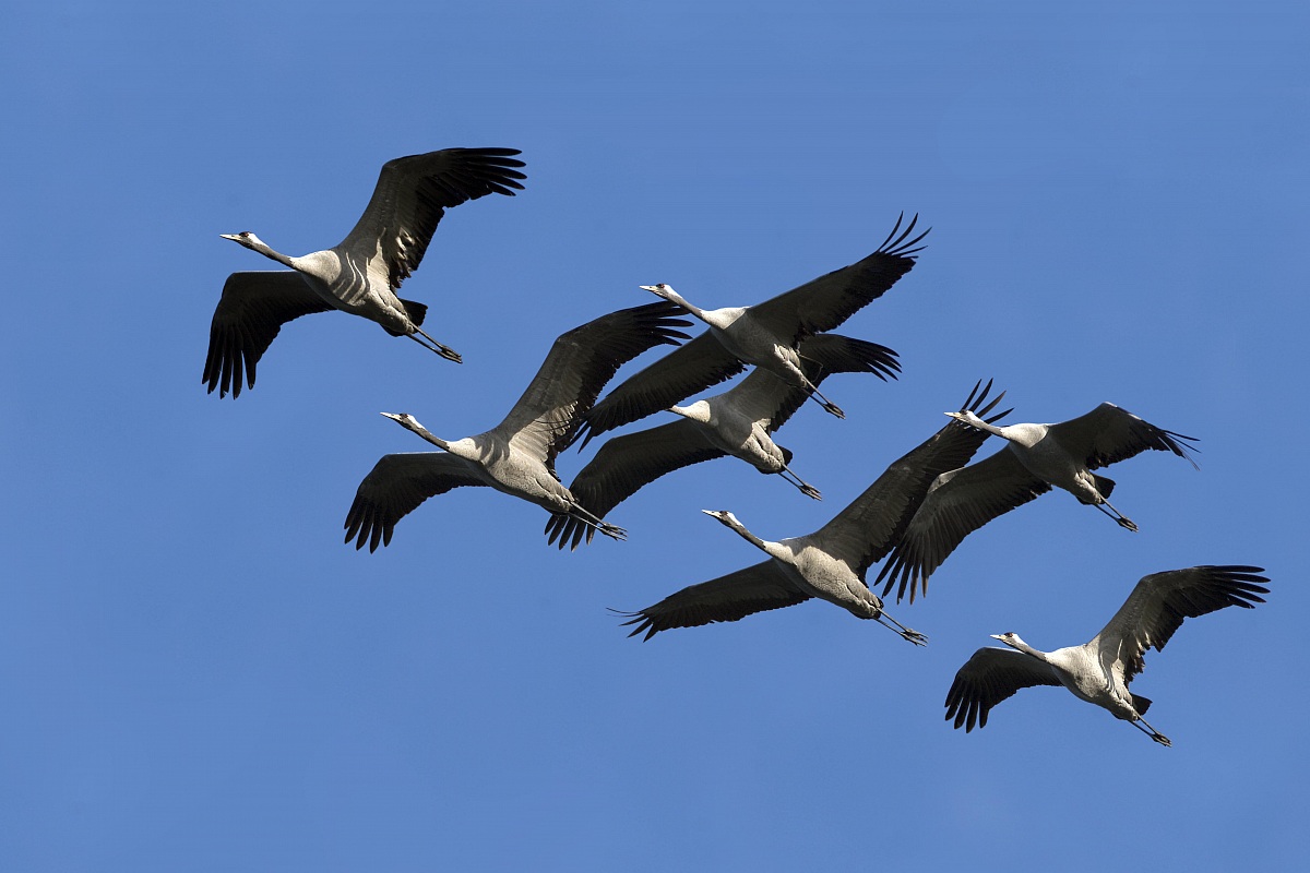 In volo verso il Nord - Gru