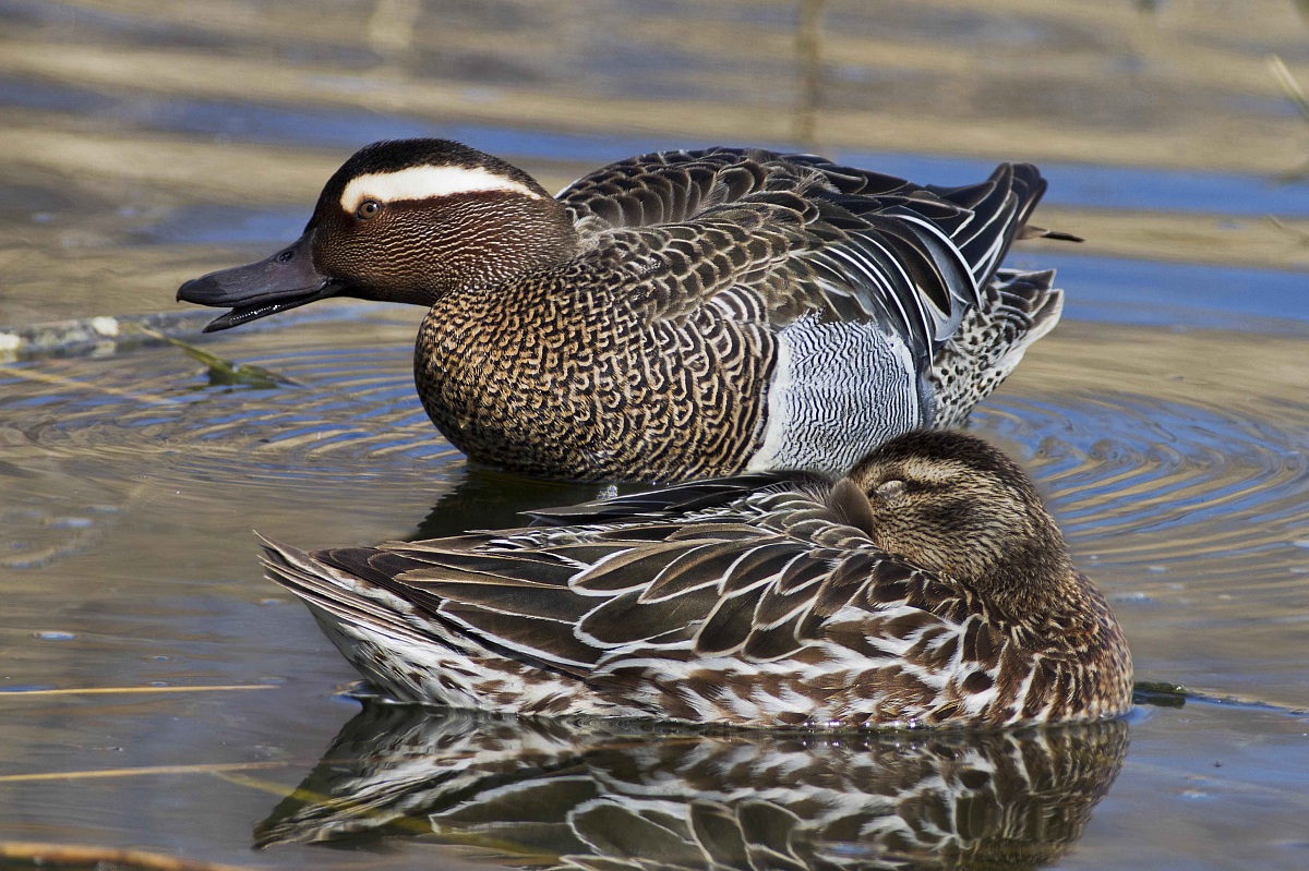 Couple resting garganeys