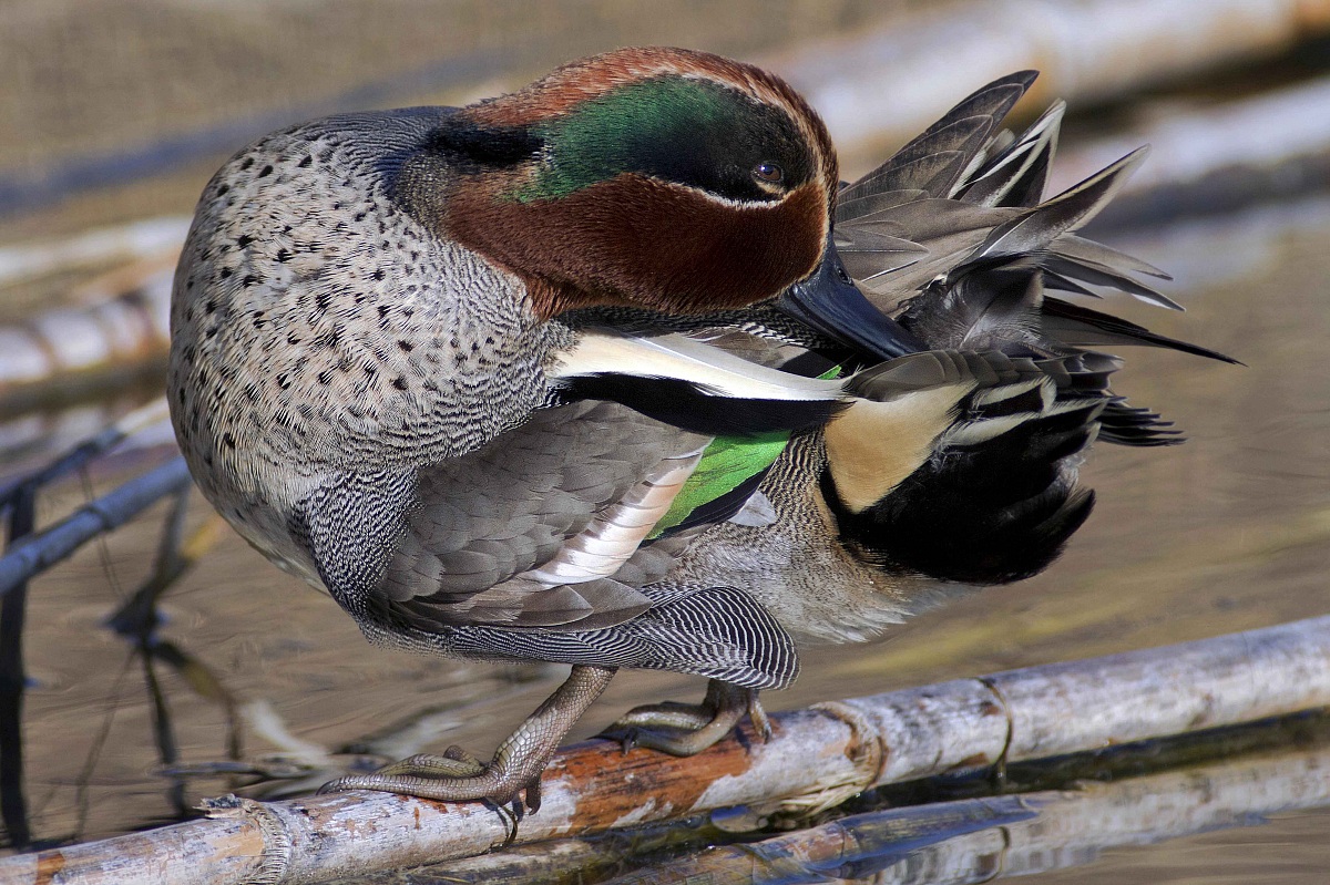 Puliamoci fine feathers before leaving II