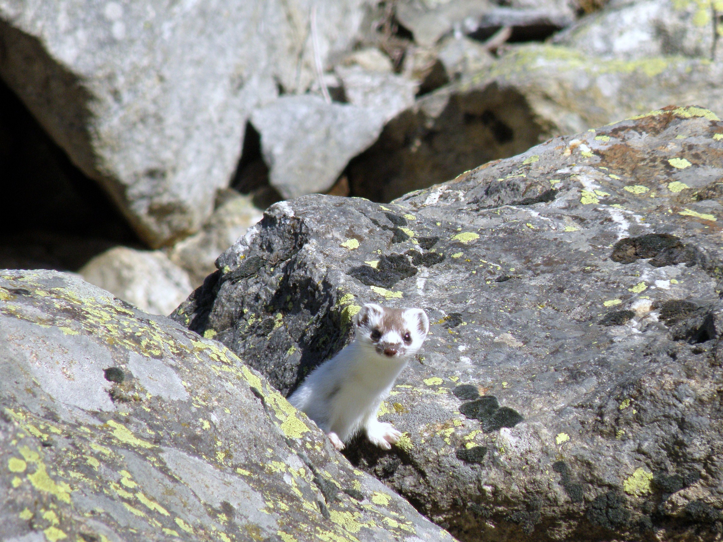 ermellino in primavera