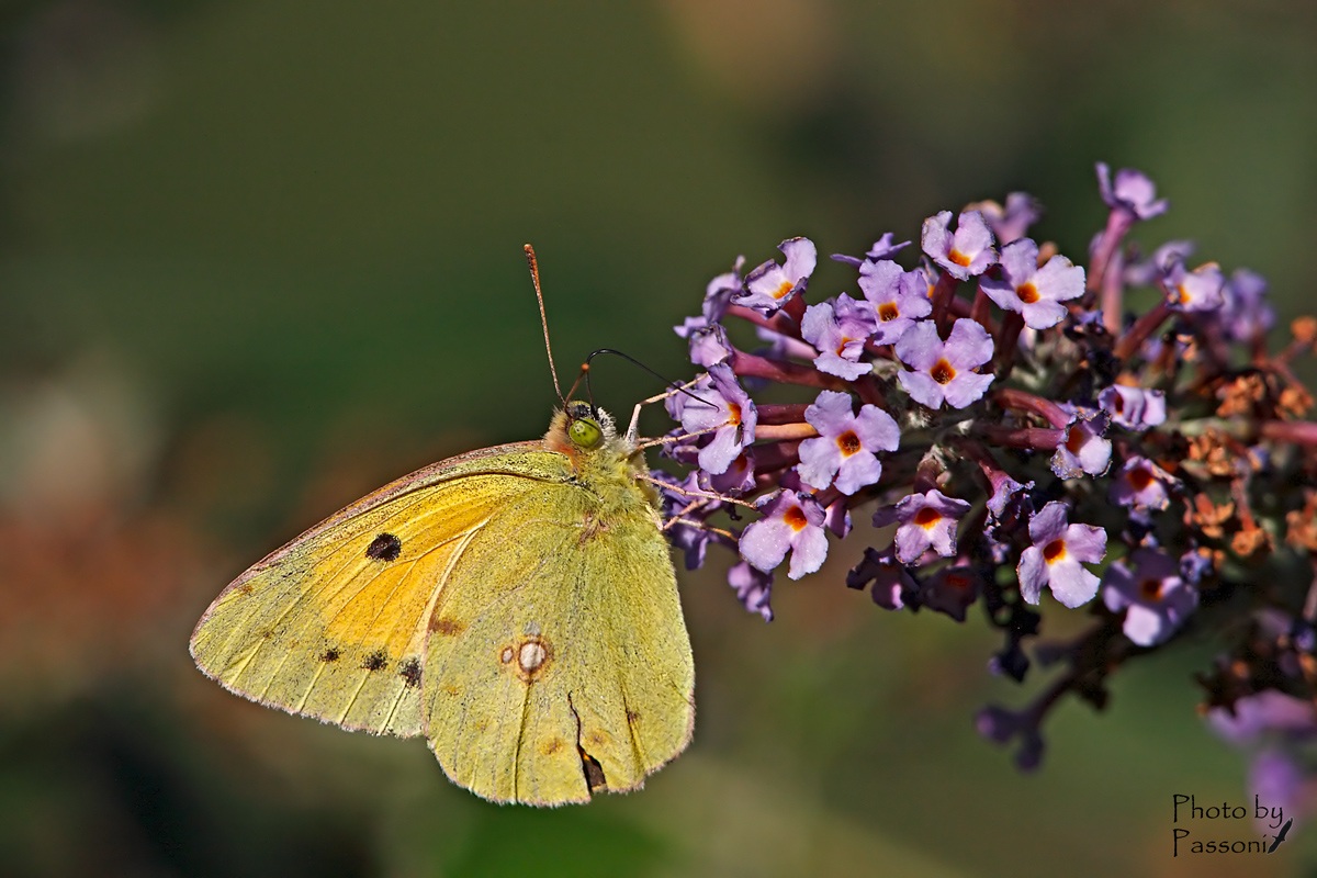 Colias crocea!