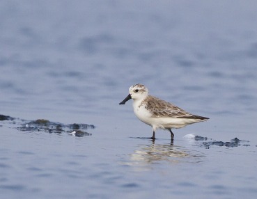 Eurynorhynchus pygmeus