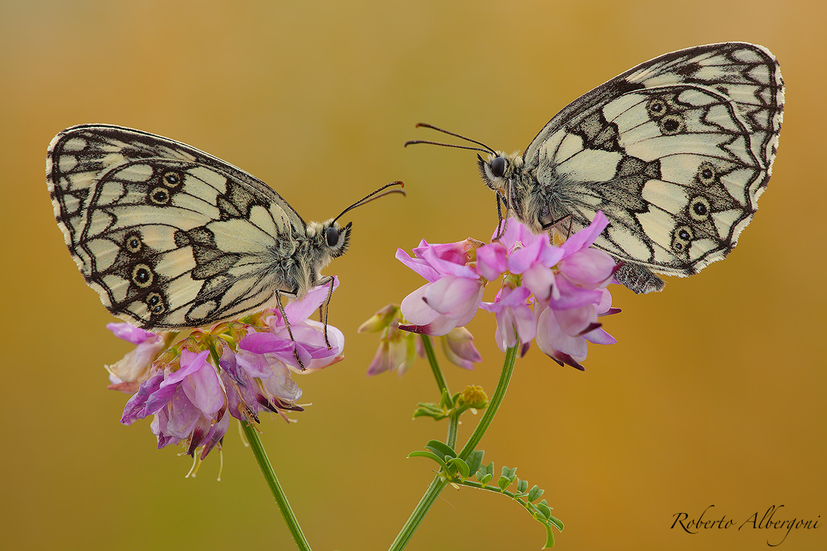 Chi fa il primo passo?