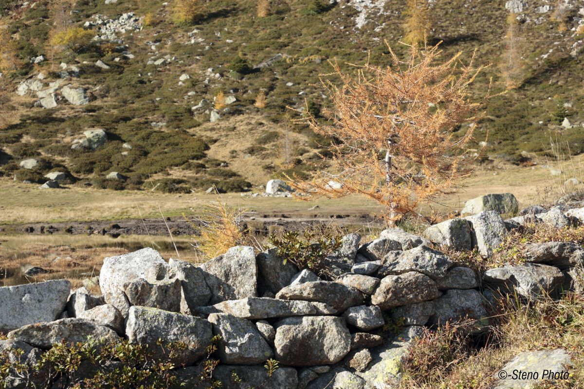 Remains of a mule Italian