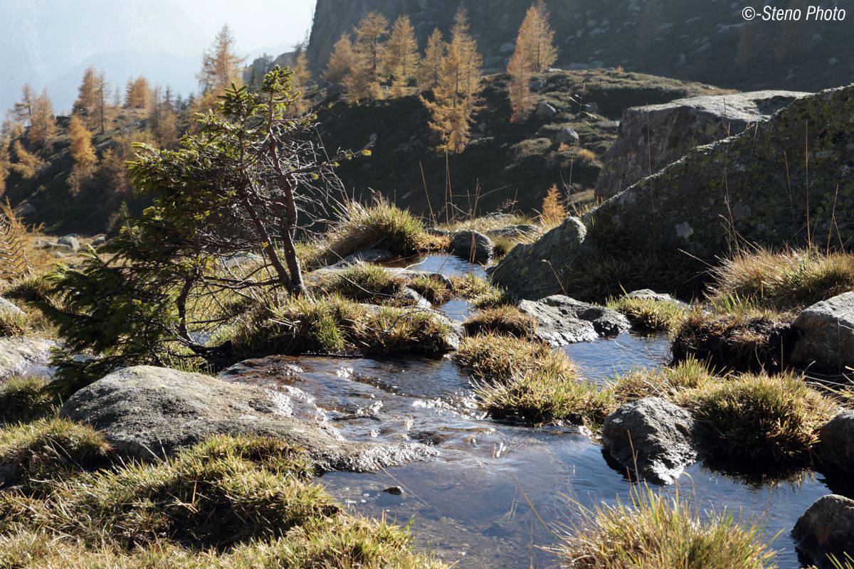 Larch trees in backlight