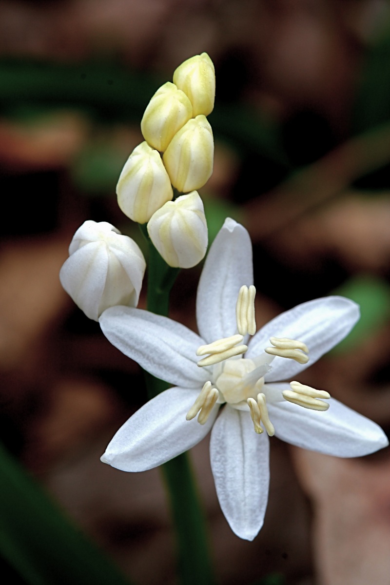 Buds and flowers of Scilla