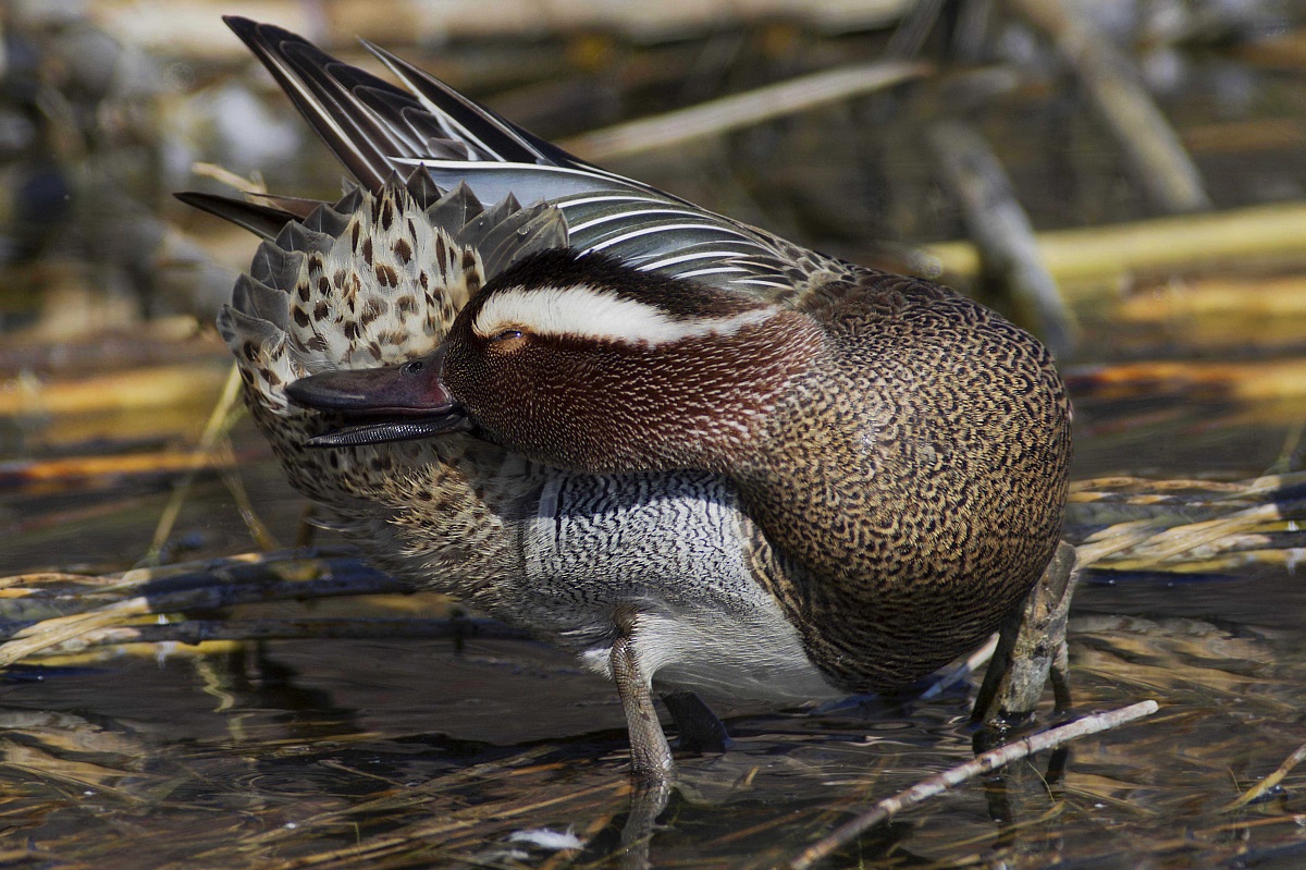 Garganey during the step of spring.