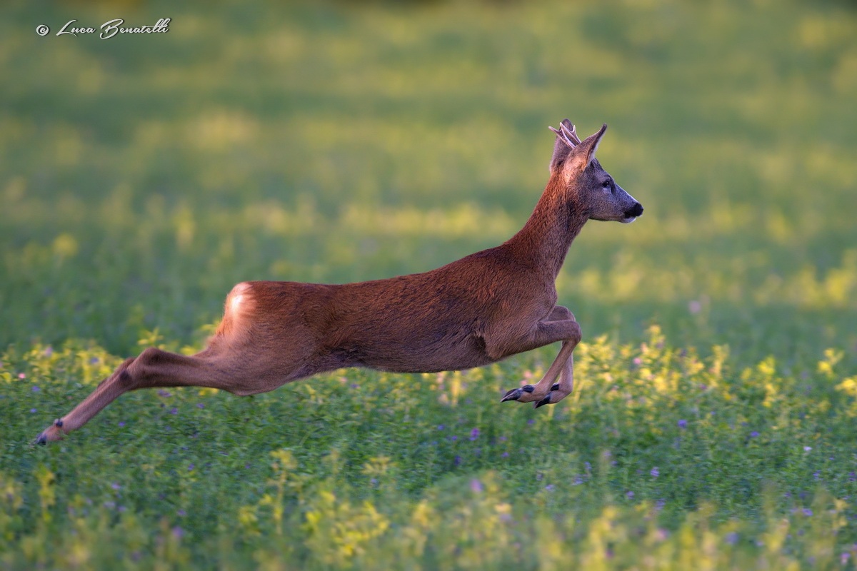A roe deer at sunset