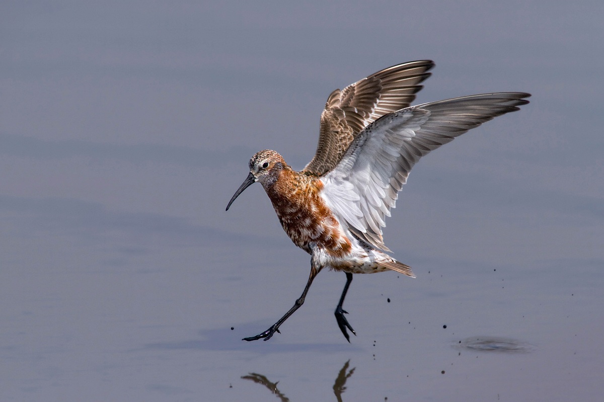 Piovanello comune che atterra