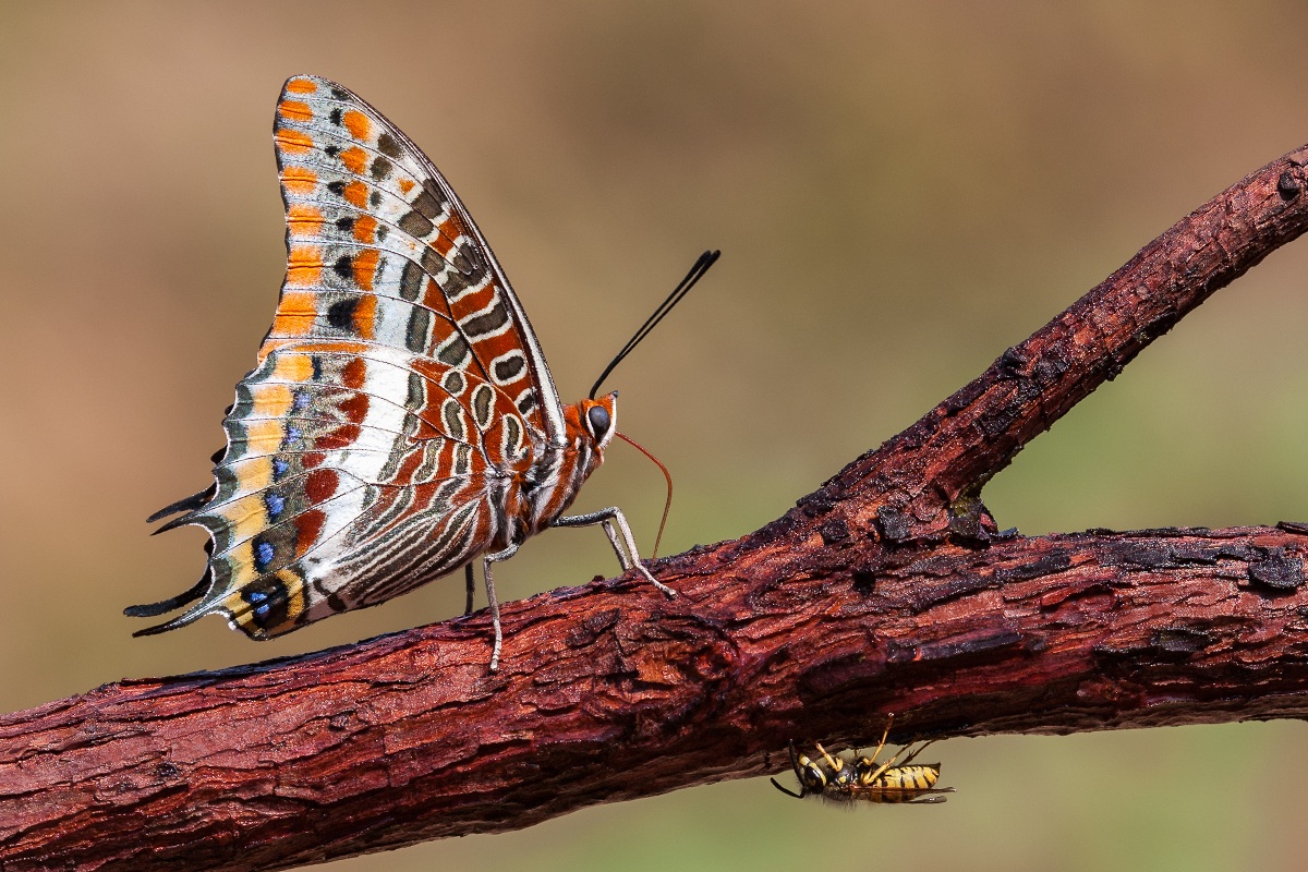 Butterfly of the Strawberry Tree