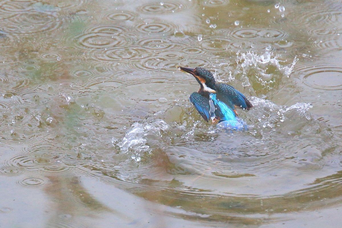Martin in hunting prey