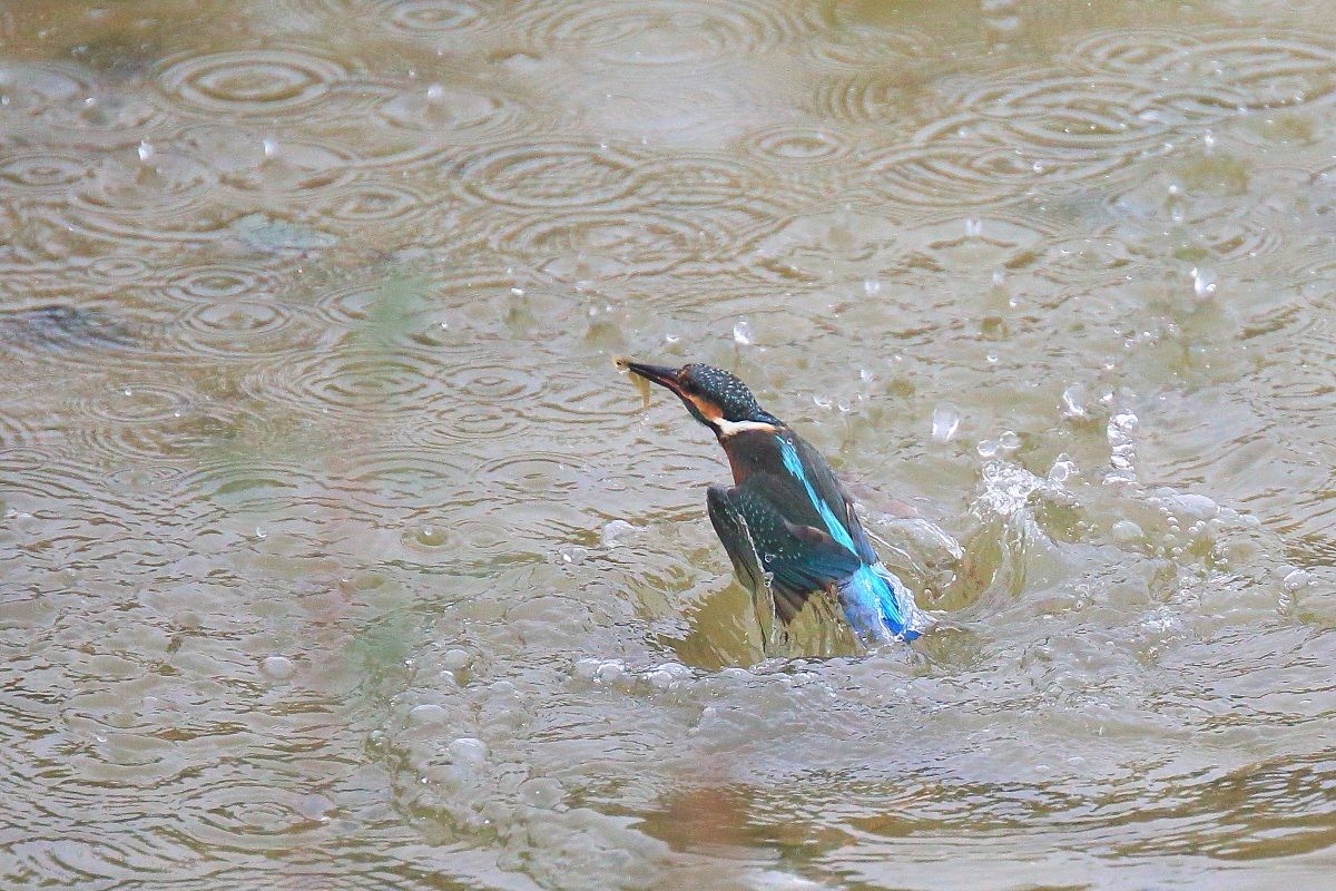 Martin in hunting prey 2