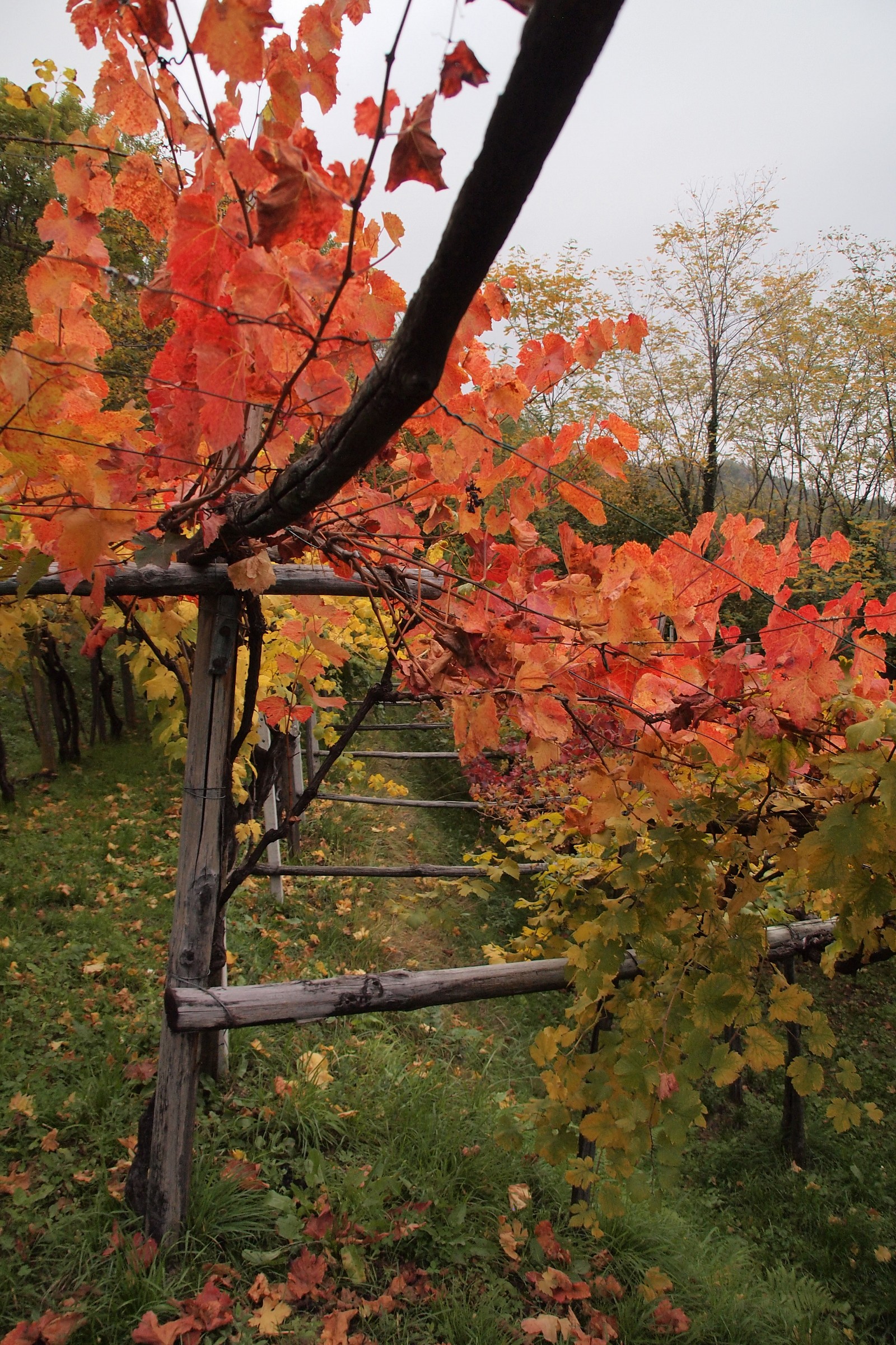 Autumn in the vineyards