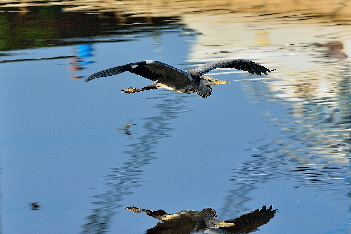 The flight of 'Grey Heron
