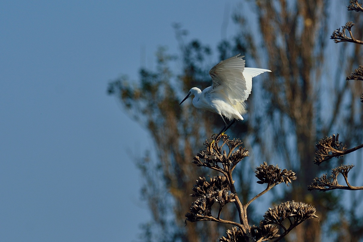 Egret sull'Agave