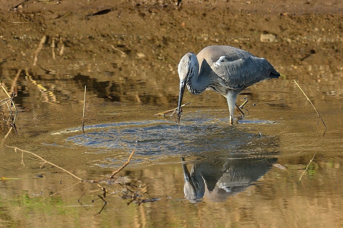Heron heron like Shrimp