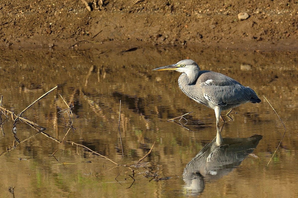Grey Heron