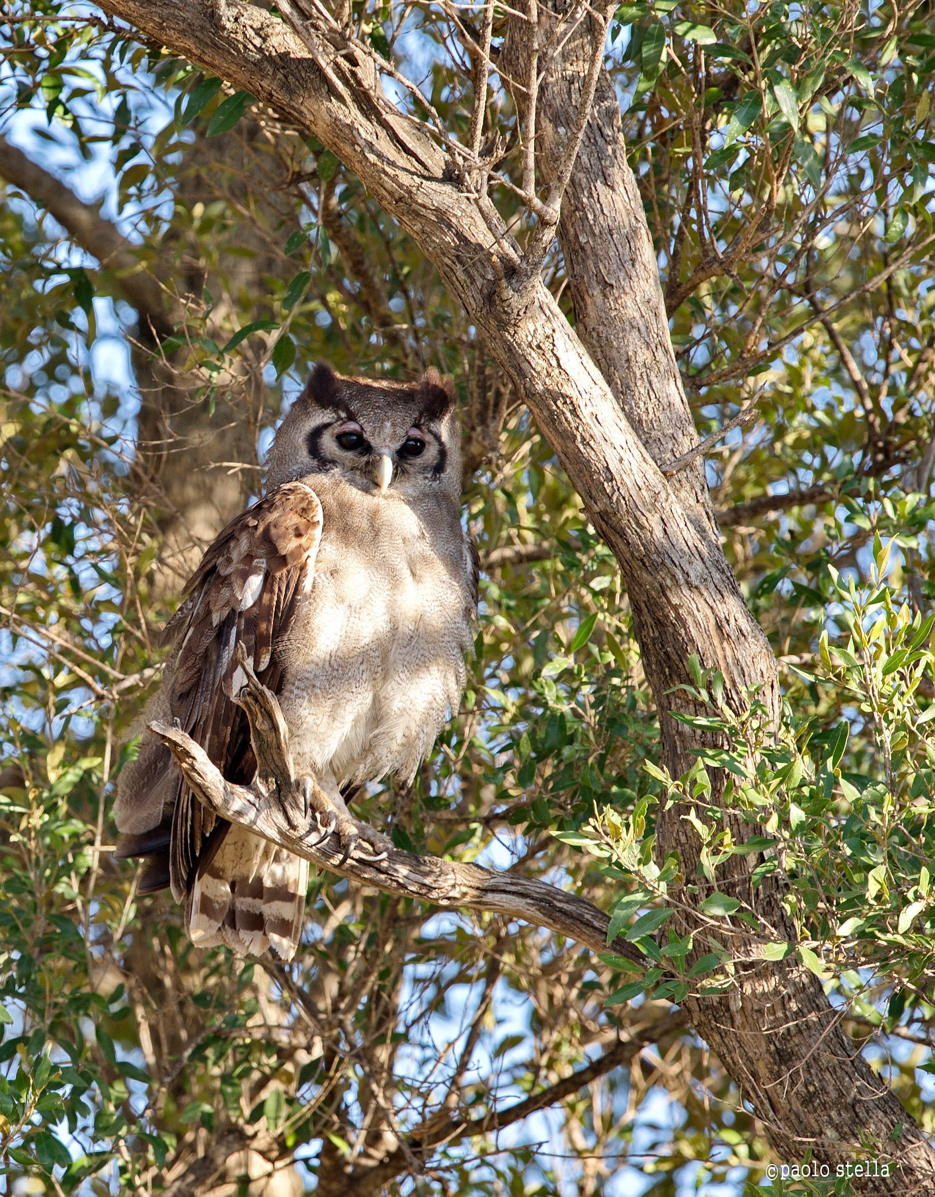 Verreaux's Eagle-Owl (Bubo lacteus )