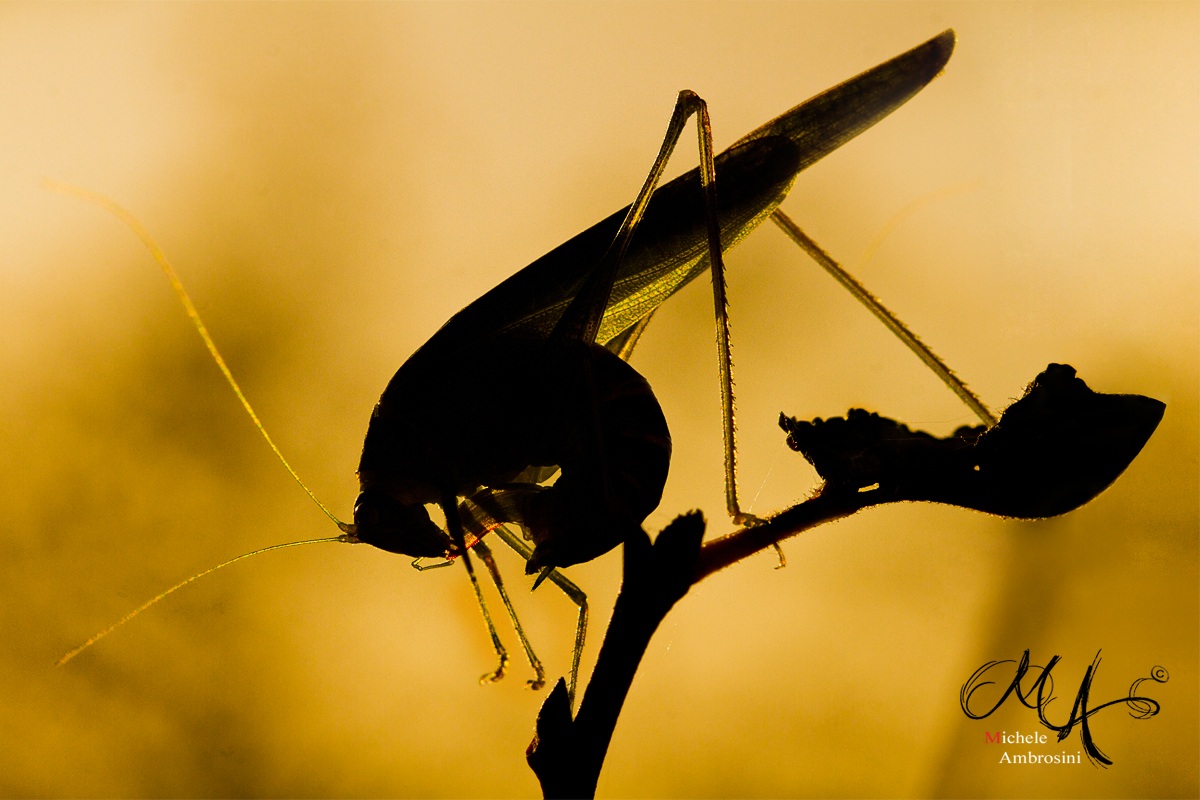 Ultima controllatina...