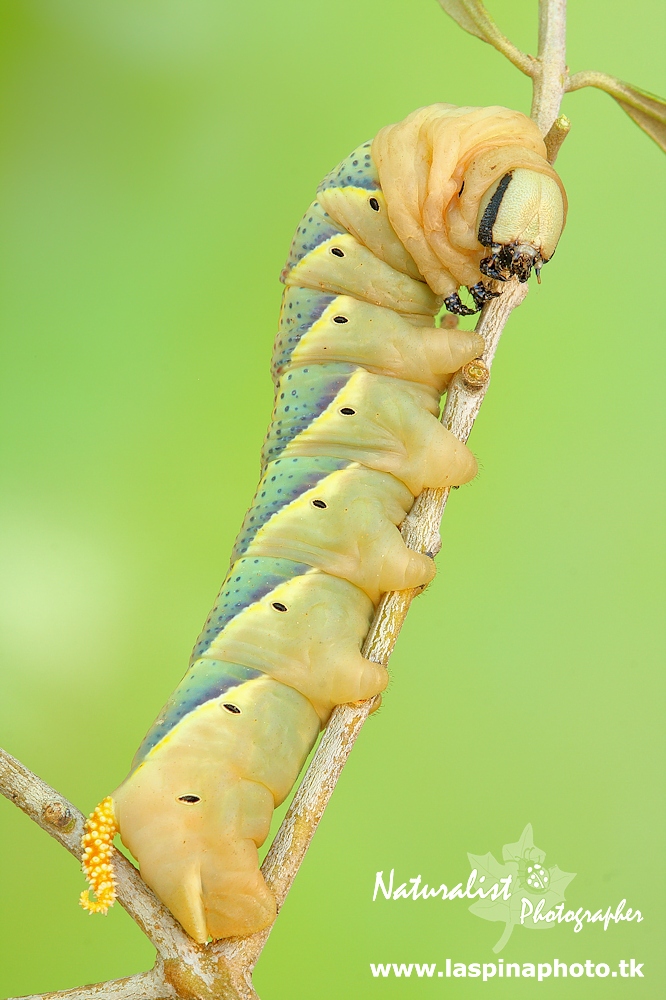 Sphinx head ... dead ...