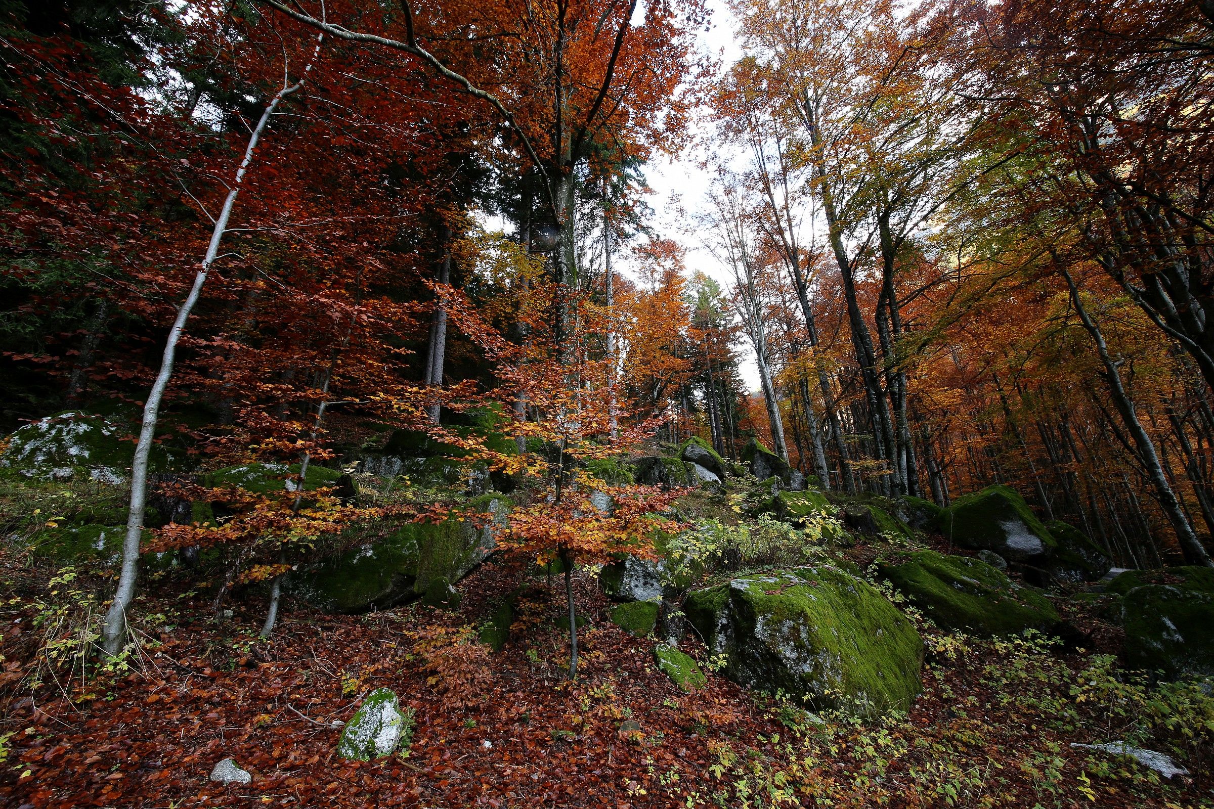 beech forest