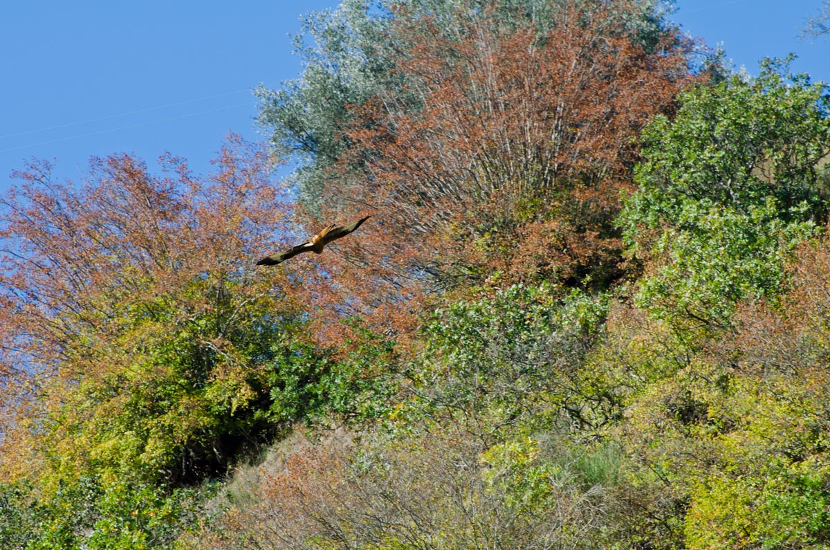 Nibbio e autunno!