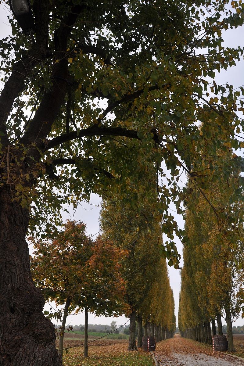 the guardian of the avenue