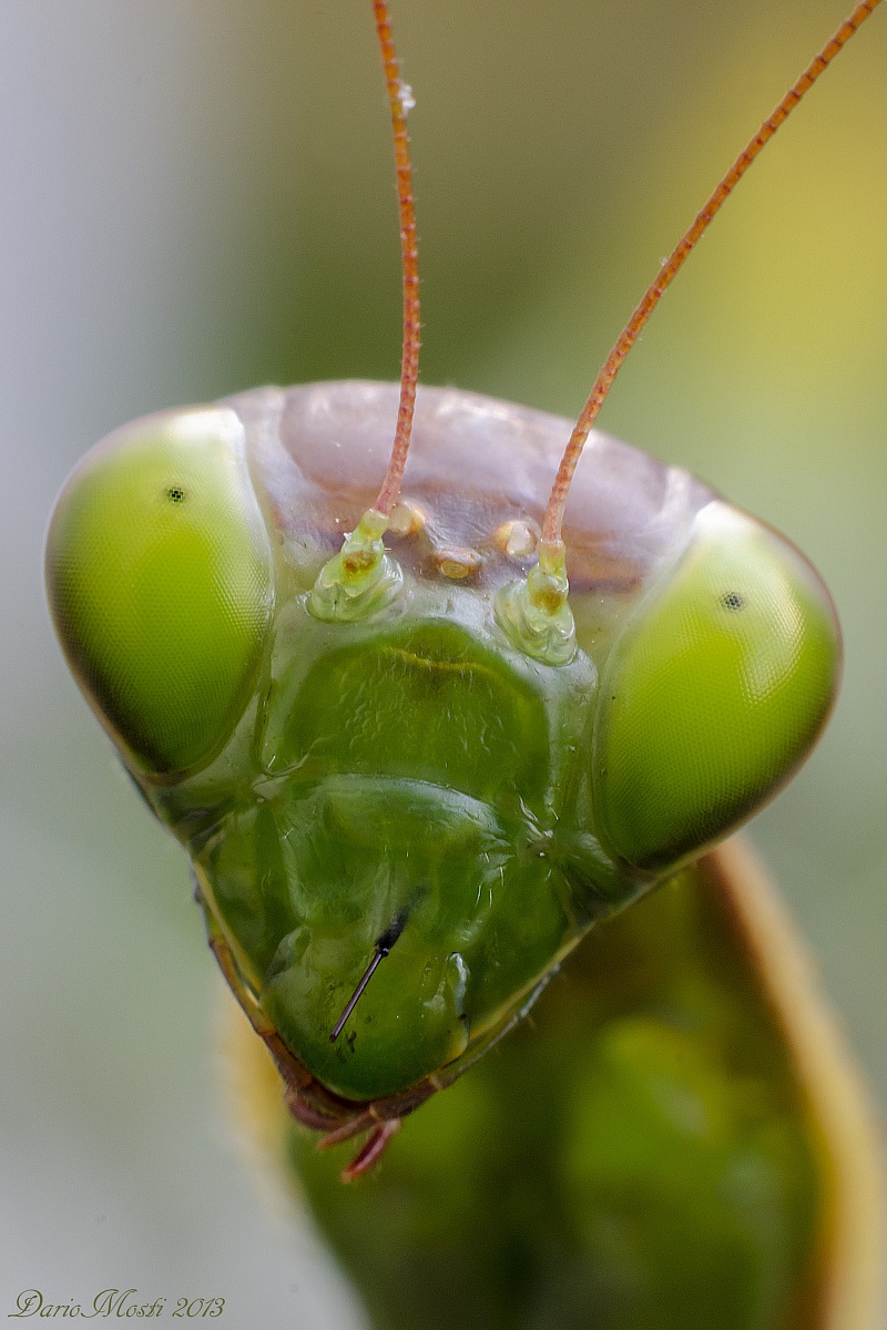 Portrait of Mantis.