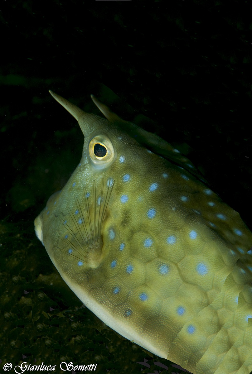 boxfish
