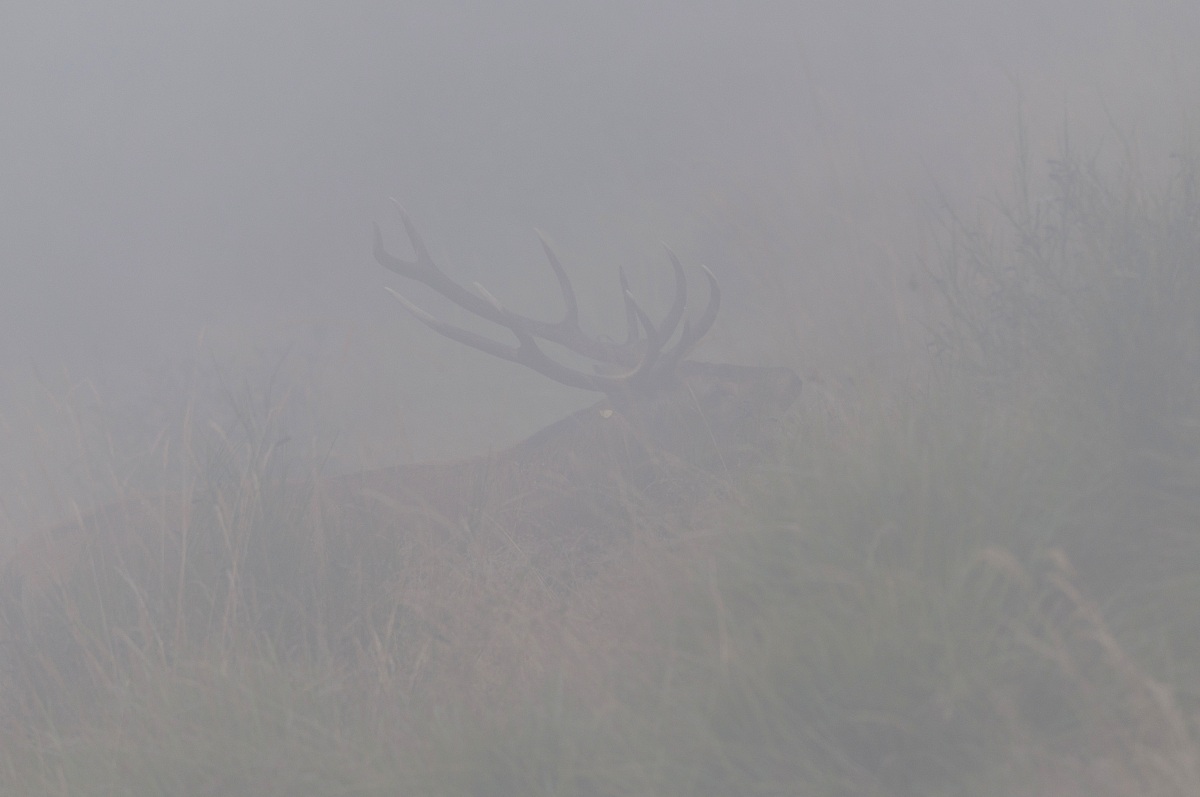 Cervo nella nebbia