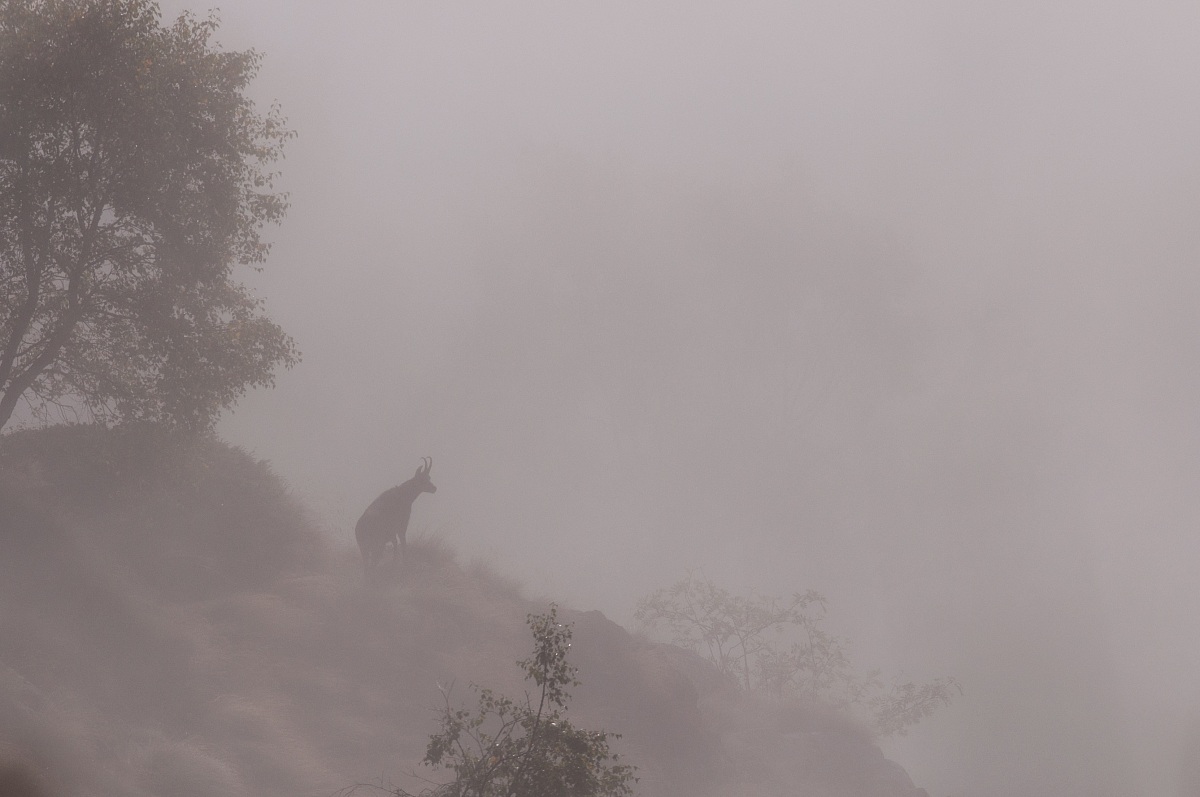 Camoscio nella nebbia