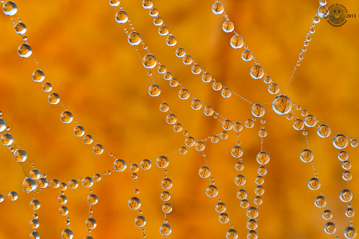 Autumn, fall leaves ... also on the webs