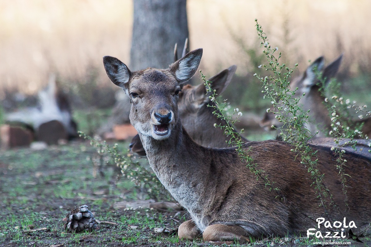 Daino femmina