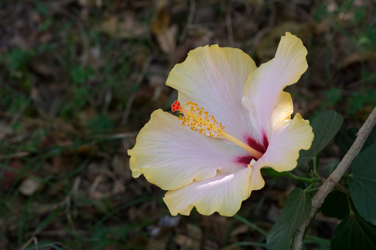 Hibiscus giallo