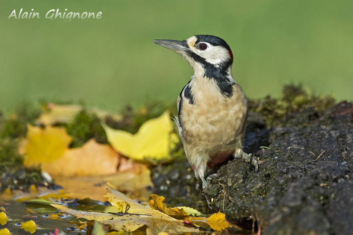 cadono le prime foglie....